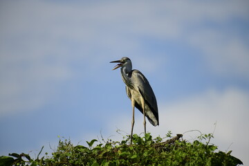 Grey Heron perched atop lush green foliage against a bright blue sky. Its long, pointed beak is open, revealing a yellow catch, likely a fish, showcasing this wading bird's predatory nature.