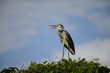 Grey Heron perched atop lush green foliage against a bright blue sky. Its long, pointed beak is open, revealing a yellow catch, likely a fish, showcasing this wading bird's predatory nature.