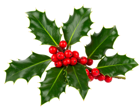 Vibrant Red Holly Berries and Glossy Green Leaves on Transparent Background