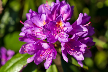Fototapeta premium Beautiful purple rhododendron flowers bloom in a spring garden. Vibrant violet azalea blossoms with prominent stamens against a green foliage background