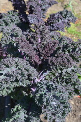 Jarmuż czerwony, jarmuż fioletowy, dorodne liście © Ewa