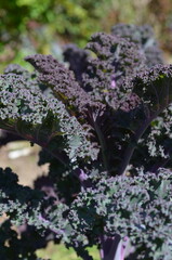 Jarmuż czerwony, jarmuż fioletowy, dorodne liście © Ewa