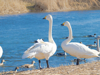 あっちの方向を向いているハクチョウ