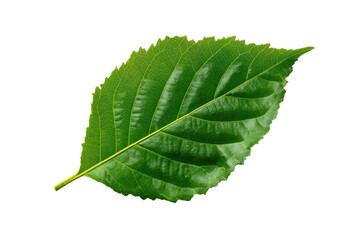 Fototapeta premium green leaf isolated on white background