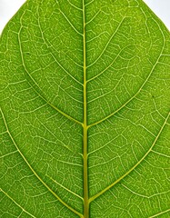 Obraz premium Close-up of a leaf's intricate veins