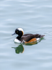 The hooded merganser (Lophodytes cucullatus) is a species of fish-eating duck in the subfamily Anatinae.