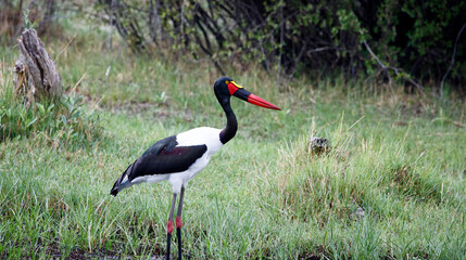 Saddle billed stork fishing in the Okavango delta