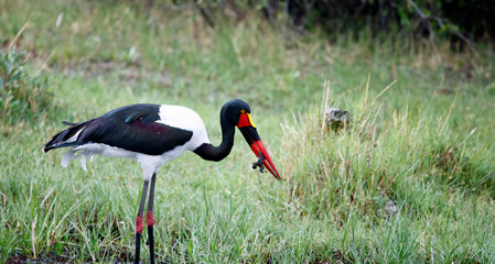Saddle billed stork fishing in the Okavango delta
