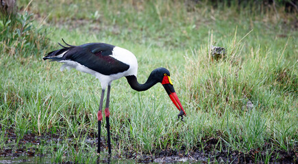 Saddle billed stork fishing in the Okavango delta