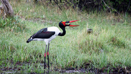 Saddle billed stork fishing in the Okavango delta