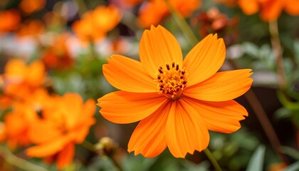 Vibrant orange flower blooming in a lush garden setting