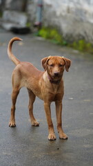 One cute dog playing in the field of the countryside
