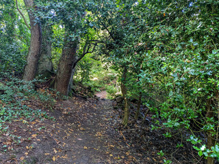 Woodland Path
