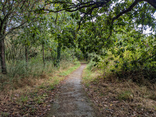 Path Woodland