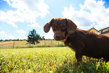 Little dog playing outside