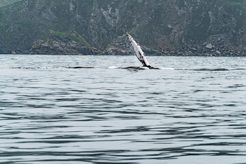 Naklejka premium Humpback Whale, Megaptera novaeangliae, showing his fins and in Donegal Bay, Ireland