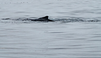 Fototapeta premium Humpback Whale, Megaptera novaeangliae, showing his dorsal fin in Donegal Bay, Ireland