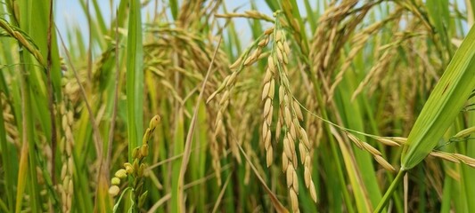 Golden Rice Grains in a Lush Green Paddy Field