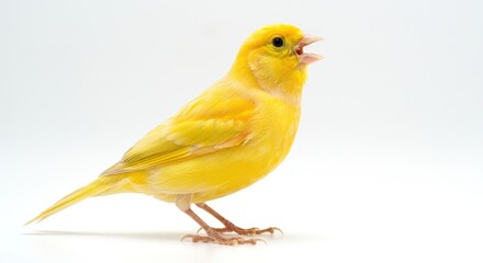 A bright yellow canary bird singing on a white background.