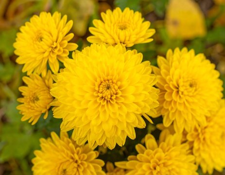Vibrant yellow chrysanthemums blooming in a garden - Powered by Adobe