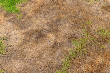 Partially Regrowing New Green Patches in Dry Grass