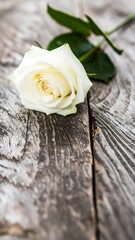 White rose resting on rustic wooden table surface