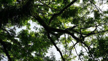 Mistletoe plants (epiphytes) grow abundantly on the trunks of their host trees.