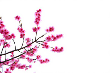 A delicate branch of pink cherry blossoms blooms, a beautiful sign of spring's arrival in nature