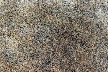 Closeup of Gray Dead Grass with Dry Texture in Autumn.