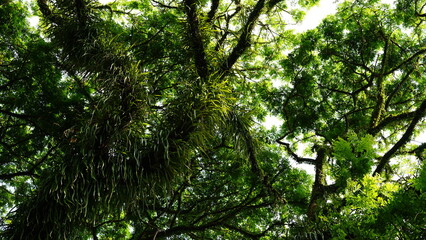 Fototapeta premium Mistletoe plants (epiphytes) grow abundantly on the trunks of their host trees.