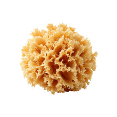 Natural Sea Sponge, Close-up of a Dried Yellow Sea Sponge on Black Background