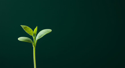 A single young plant sprout against a dark green backdrop.
