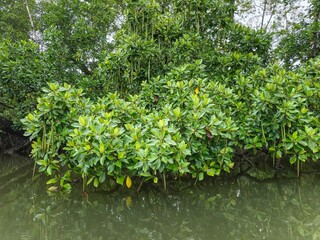 Mangrove Forest on the Edge of Saltwater River