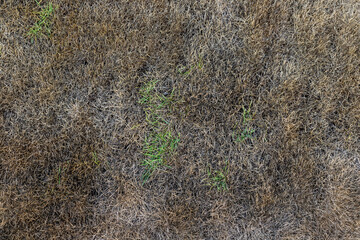 Brown Burnt Grass with Greyish Tint. Patchy Lawn with Green and Brown Grass. Top View.