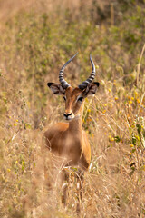 A graceful antelope with curved horns stands amidst tall, dry grass, basking in the warm sunlight of its natural habitat