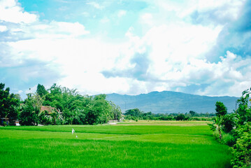 The rice fields are full, waiting to be harveste under blue sky. Farm, Agriculture concept.