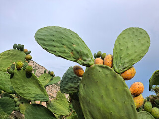 prickly pear leaves with its fruits