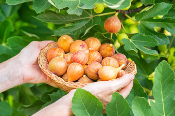 Figs fruit harvest