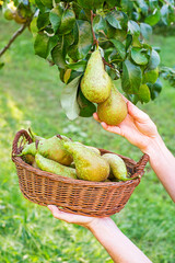 Pear harvest