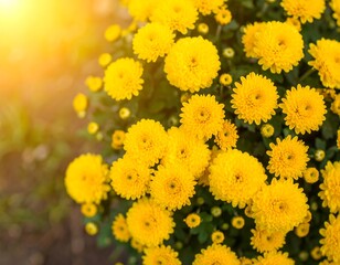 Vibrant yellow chrysanthemums blooming in sunny garden