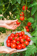 Cherry tomato hands picking