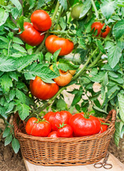 Tomato Harvest