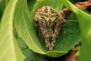 The orb-weaver spider (Family Araneidae, Genus Neoscona) is characterized by its round abdomen and...