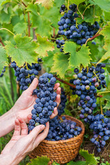 Grape harvest
