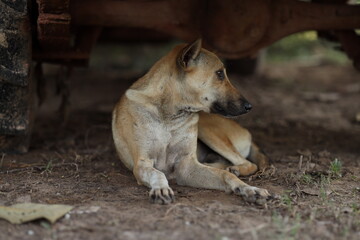 Fototapeta premium A Thai dog is sleeping under a car.