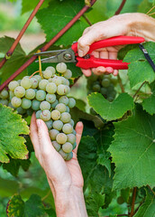 Grapes white