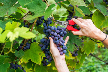 Black grapes