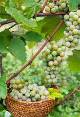 Harvest grapes
