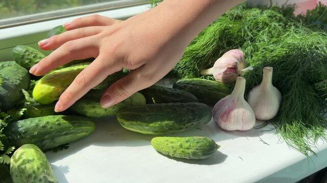 cucumber harvest on the windowsill young garlic dill parsley hands lay out vegetables from the dacha