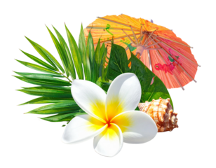 Tropical Plumeria with Festive Island Vibes